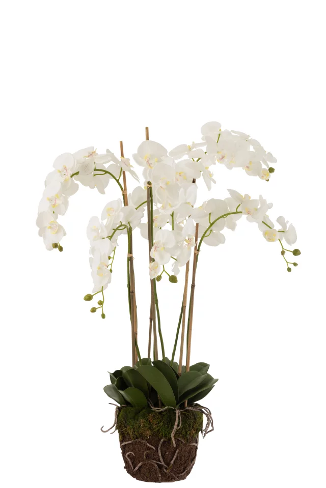 Orchidee En Terre Plastique Blanc/Vert Extra Large